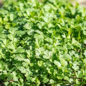 Coriander Slow Bolting Herb SEEDS – Coriandrum sativum – Heirloom #70