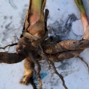 Cardamom Leaf Ginger RHIZOME – Shellflower – Dwarf Cardamom – Alpinia Nutans – Heirloom Evergreen Perennial