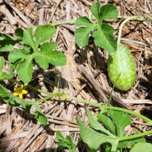 West Indian Gherkin Cucumber SEEDS – Cucumis Anguria – Heirloom #10