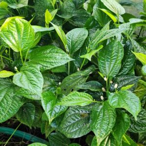 Betel Pepper Leaf PLANT – Betel Leaf – Piper sarmentosum – Heirloom Perennial