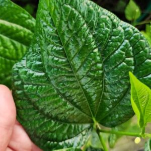 Betel Pepper Leaf PLANT – Betel Leaf – Piper sarmentosum – Heirloom Perennial