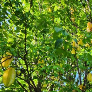 Star Fruit SEEDS Heirloom – Starfruit – Averrhoa carambola – Easy to Grow Fruit Tree #5