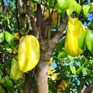 Star Fruit SEEDS Heirloom – Starfruit – Averrhoa carambola – Easy to Grow Fruit Tree #5