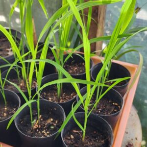 Black Rice PLANT Heirloom – Forbidden Rice – Perennial Rice – Oryza Sativa