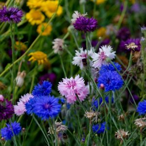 Cornflower Mixed Flower SEEDS – Edible – Medicinal Flowers – Bees Love it – Heirloom #50