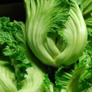 Head Mustard SEEDS – Gai Choy – Mustard Vegetable – Heart Mustard – Brassica juncea – Heirloom #150