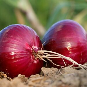 Red Onion SEEDS – Red Burgundy Grano Onion – Allium cepa – Heirloom #100+