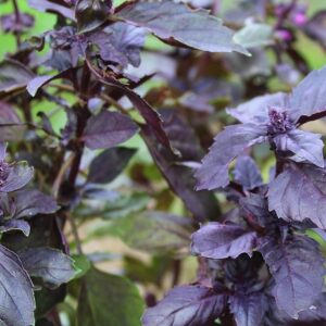 Purple Basil SEEDS – Ocimum basilicum – Basil Dark Opal Herb – Heirloom #20+