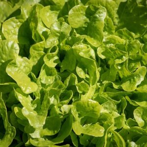 Loose Leaf Lettuce SEEDS – Lactuca Sativa – Salad Bowl Green – Heirloom #100+