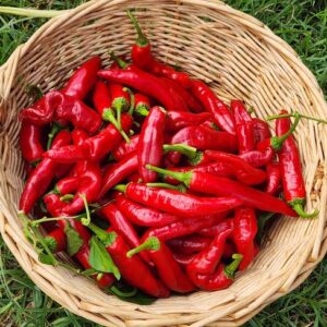 Cayenne Pepper PLANT Heirloom – Perennial Cayenne Chilli – Capsicum annuum