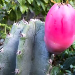 Peruvian Apple Cactus PLANT – Cereus repandus syn. Cereus peruvians – Drought Tolerant – Rare Fruiting Cactus