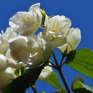 Jasmine Tea PLANT - Jasminum Sambac - Fragrant Flowers with Many Uses