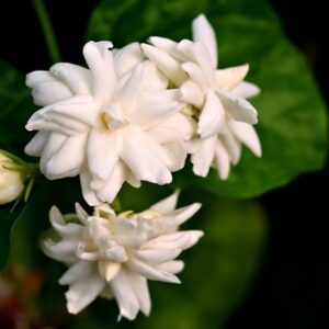 Jasmine Tea PLANT – Jasminum Sambac – Fragrant Flowers with Many Uses