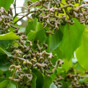 Japanese Raisin Tree PLANT – Hovenia dulcis – Kenpo Nashi – Rare Fruit Tree