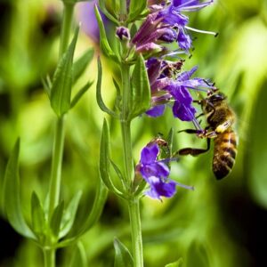 Hyssop SEEDS – Hyssopus officinalis – Edible – Medicinal – Flowering Perennial – Heirloom #01G100