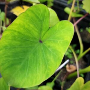 Purple Spot Edible Taro PLANT – Bun Long Taro – Untreated – Colocasia Esculenta