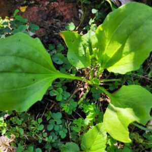 Broadleaf Plantain PLANT - Greater Plantain - Medicinal Perennial Herb - Plantago major