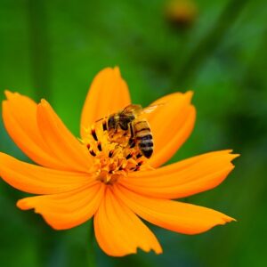 Orange Cosmos Flower SEEDS Heirloom – Fast Growing – Cosmos sulphureus #30