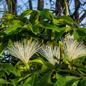 Malabar Chestnut Tree PLANT – Edible Nuts – Pachira glabra – French Peanut – Saba Nut – Money Tree