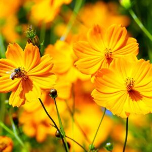 Orange Cosmos Flower SEEDS Heirloom - Fast Growing - Cosmos sulphureus #30
