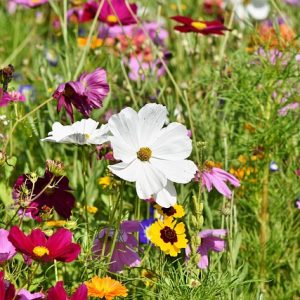 Beneficial Insects Flower & Herbs Mix SEEDS - Untreated & Heirloom - Companion Plant  #5G