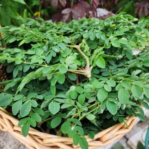 Moringa Oleifera PLANT – Drumstick Tree – Horseradish Tree – Heirloom & Untreated Perennial